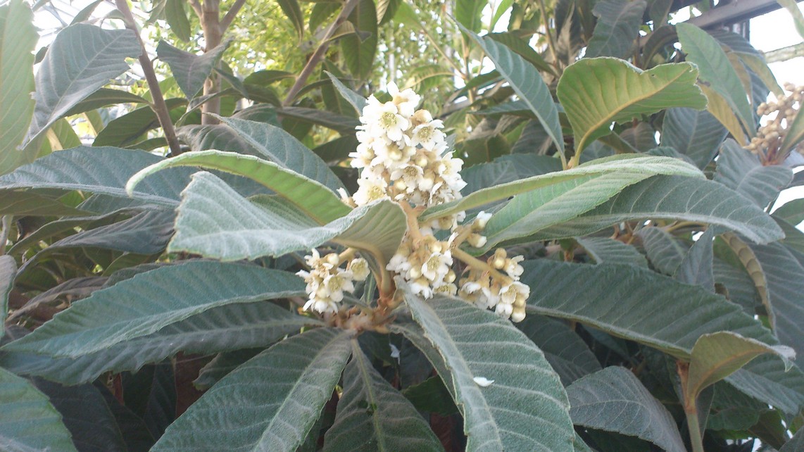 Eriobotrya japonica