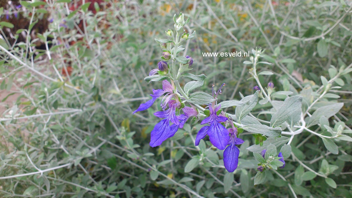 Plantentuin Esveld