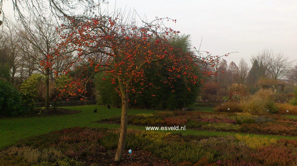 Malus 'Red Sentinel'