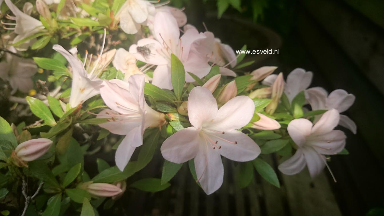 Rhododendron indicum 'Kozan'