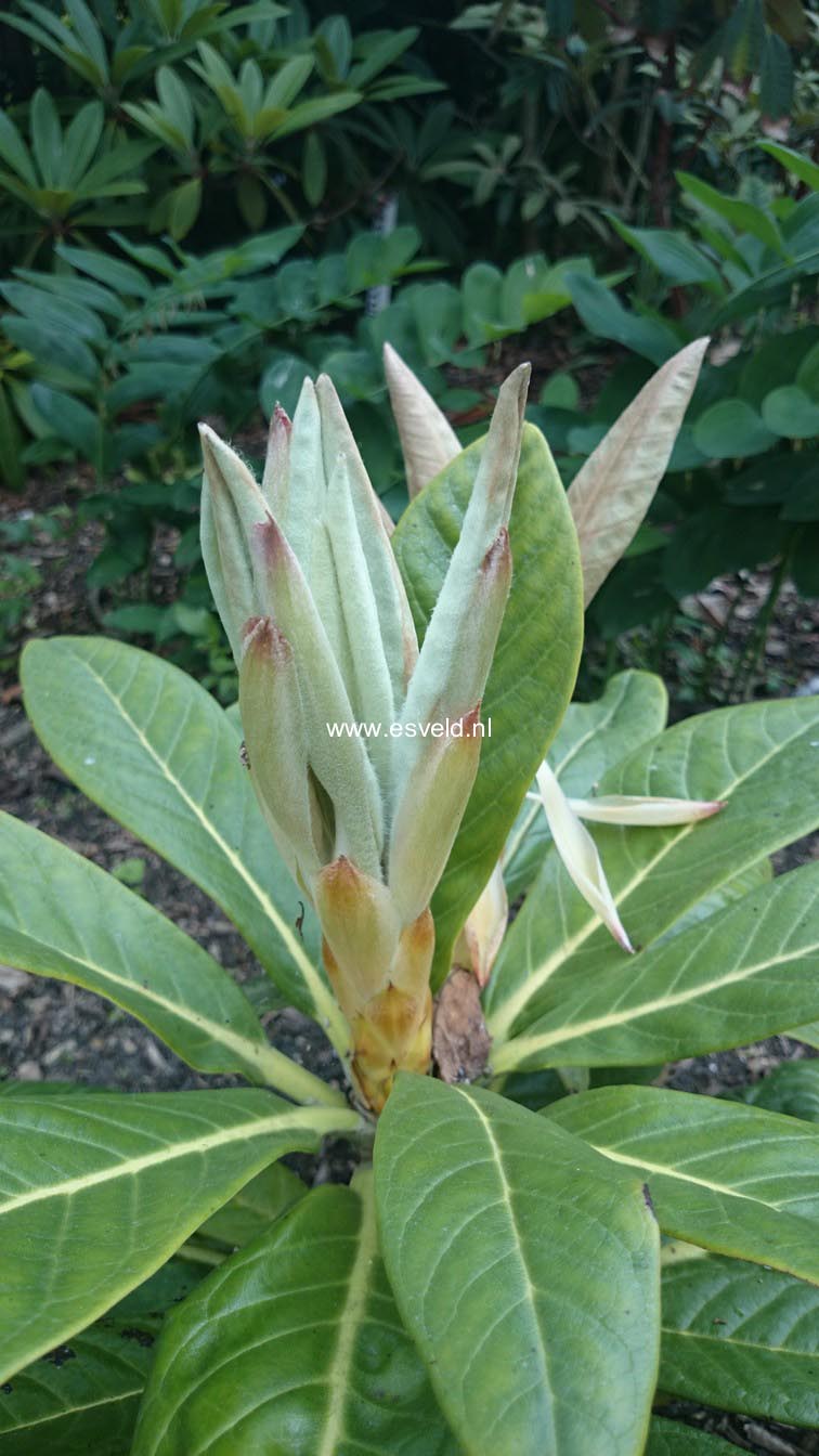 Rhododendron rex fictolacteum