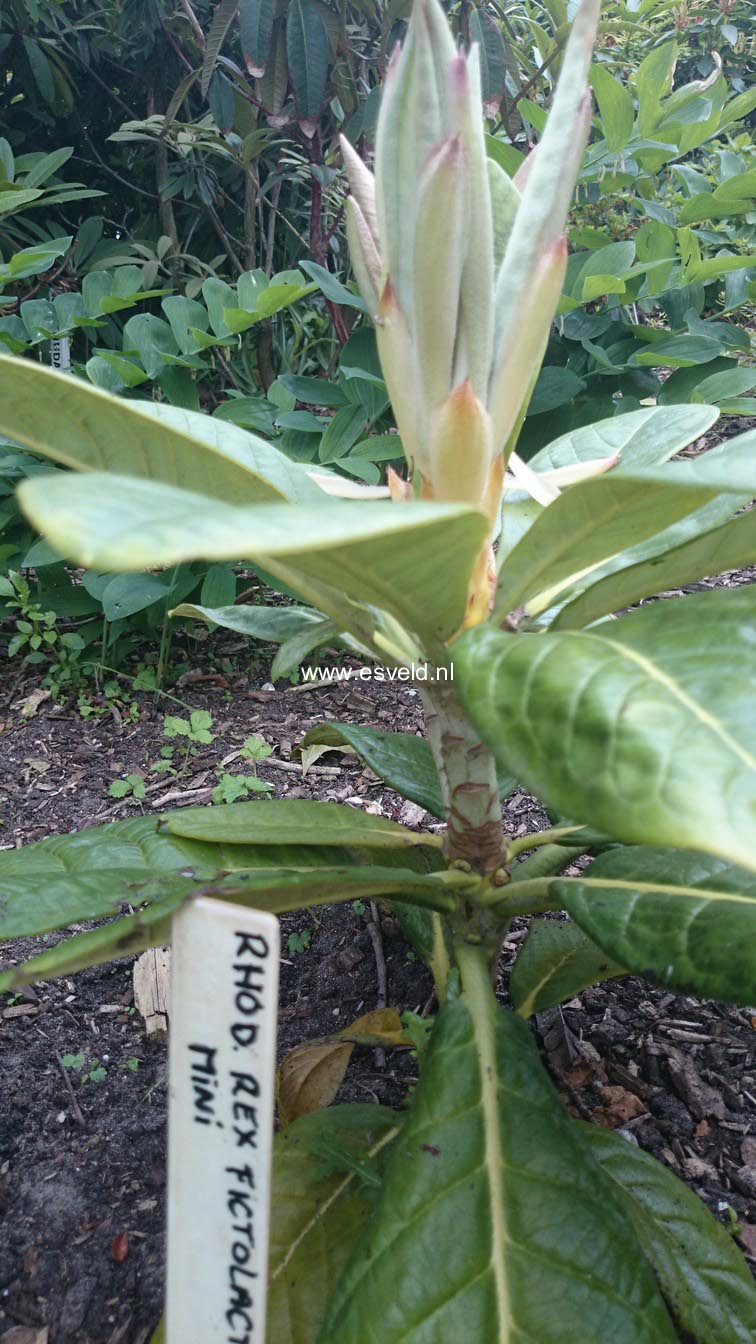 Rhododendron rex fictolacteum
