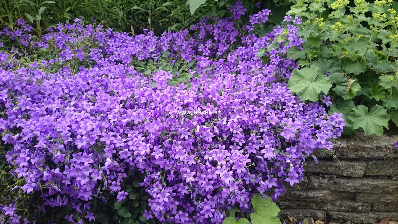 Campanula portenschlagiana