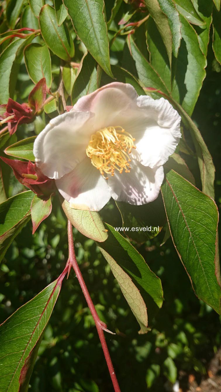 Stewartia rostrata