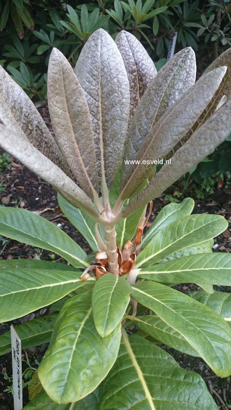 Rhododendron rex fictolacteum