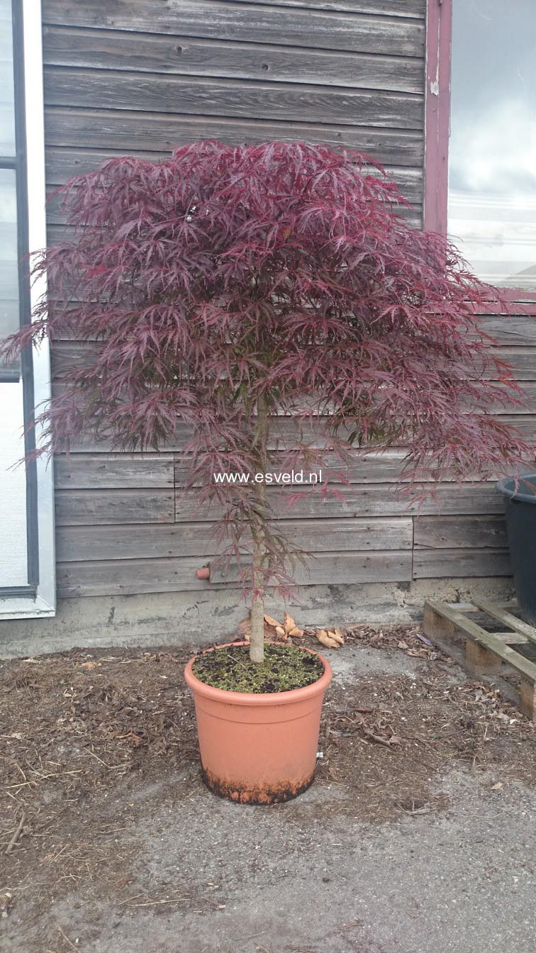 Acer palmatum 'Firecracker'