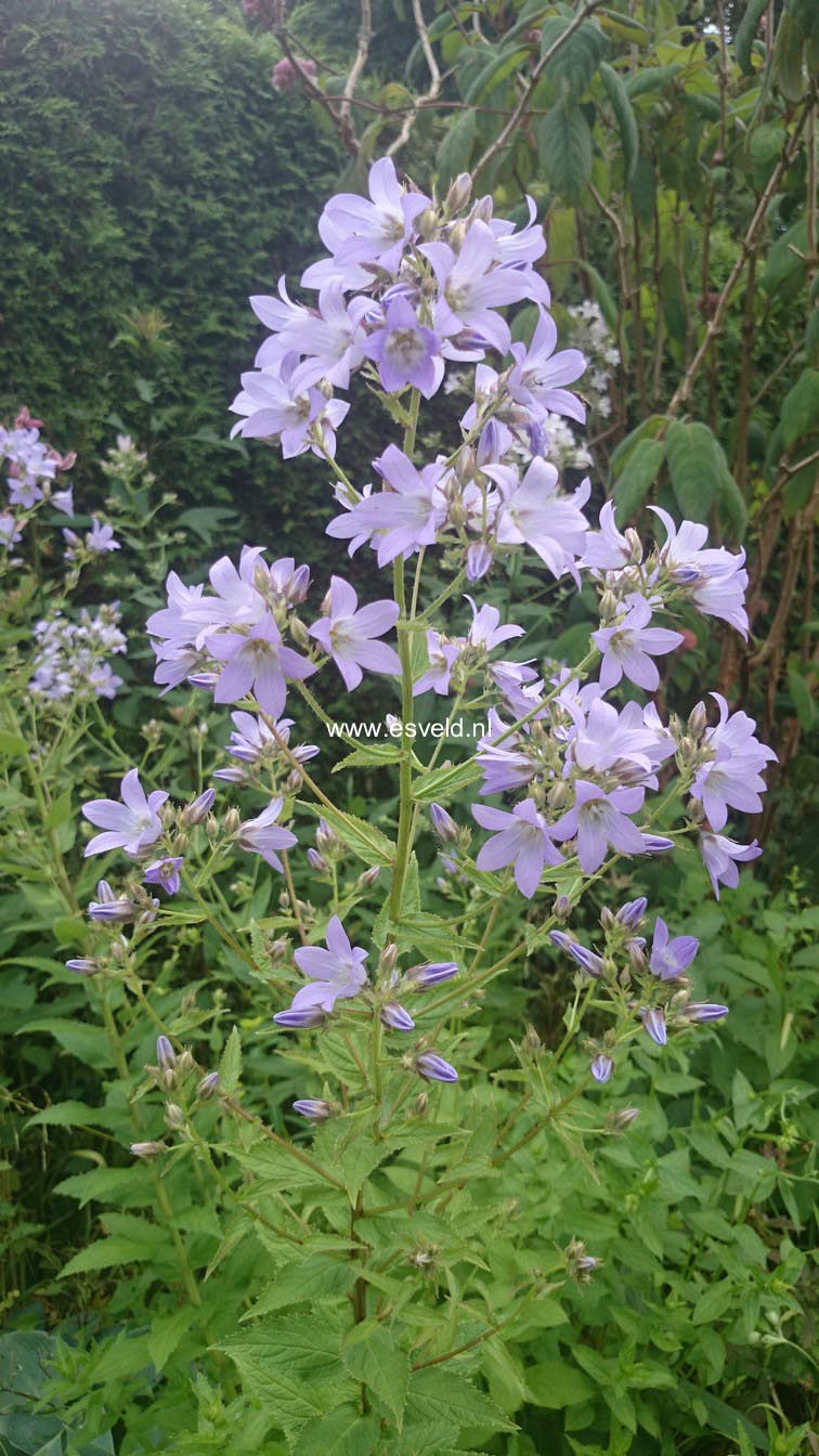 Campanula lactiflora 'Loddon Anna'