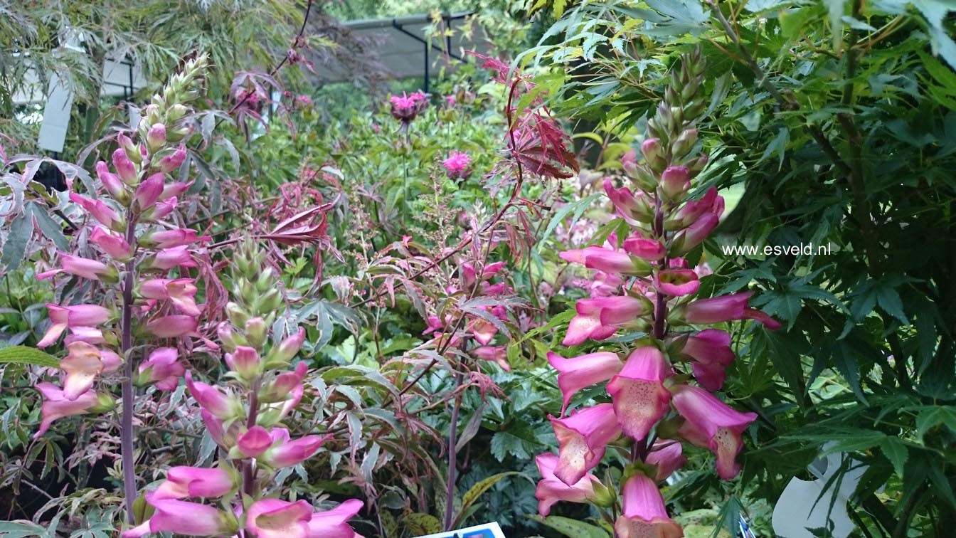 Digiplexis 'Illumination Pink'