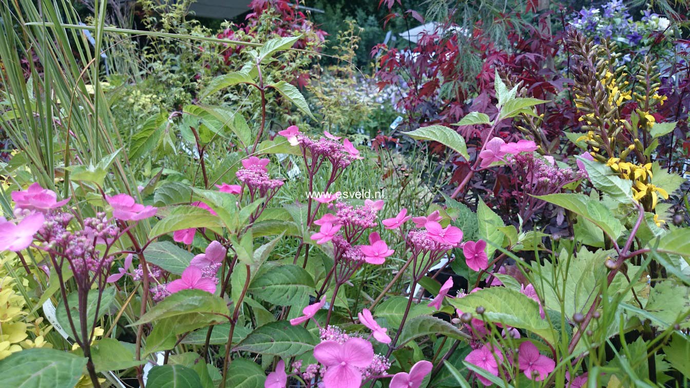 Hydrangea serrata 'Hyuga konjou'