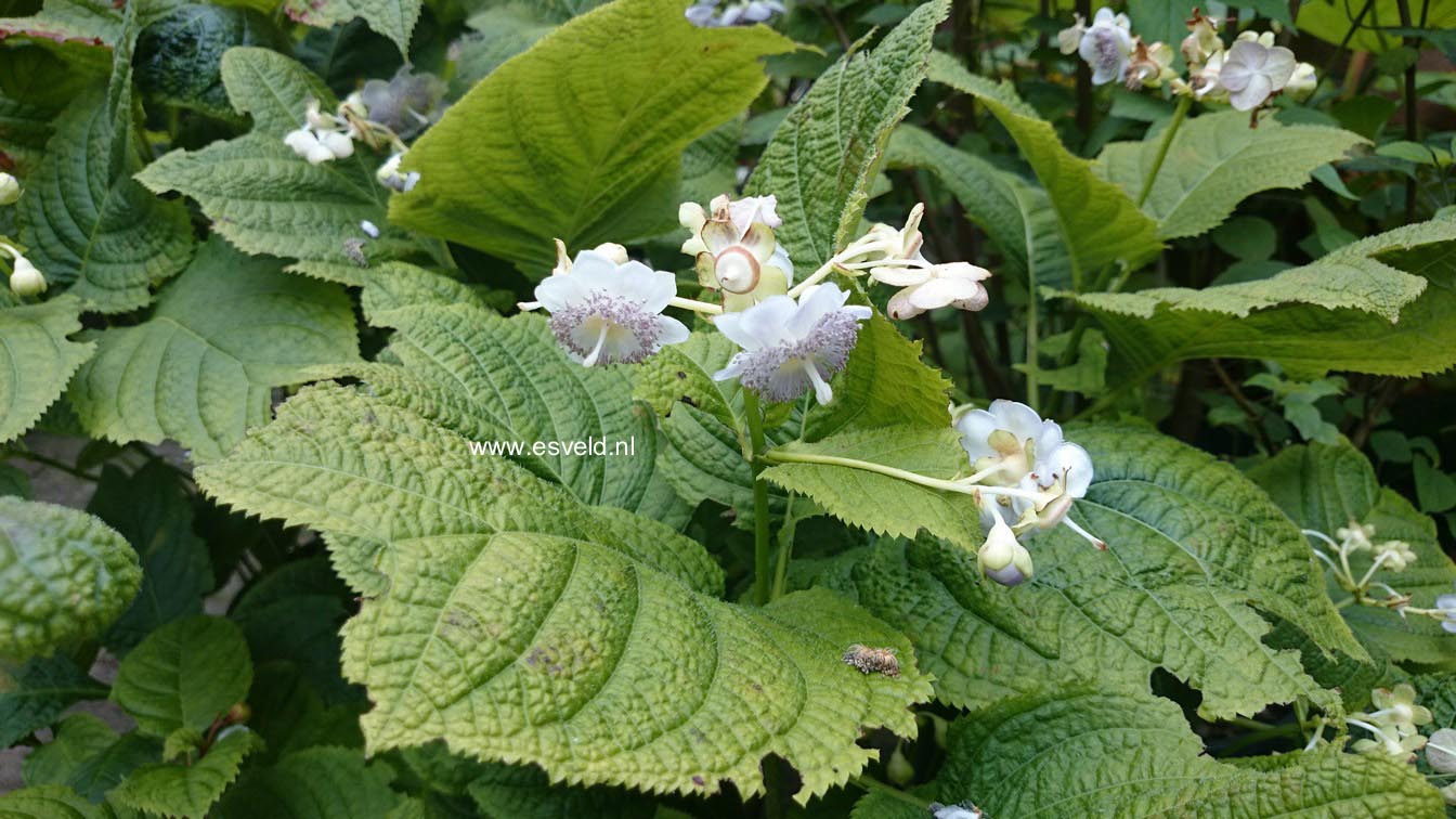 Deinanthe caerulea