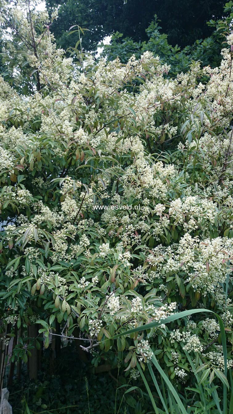 Viburnum hillieri 'Winton'