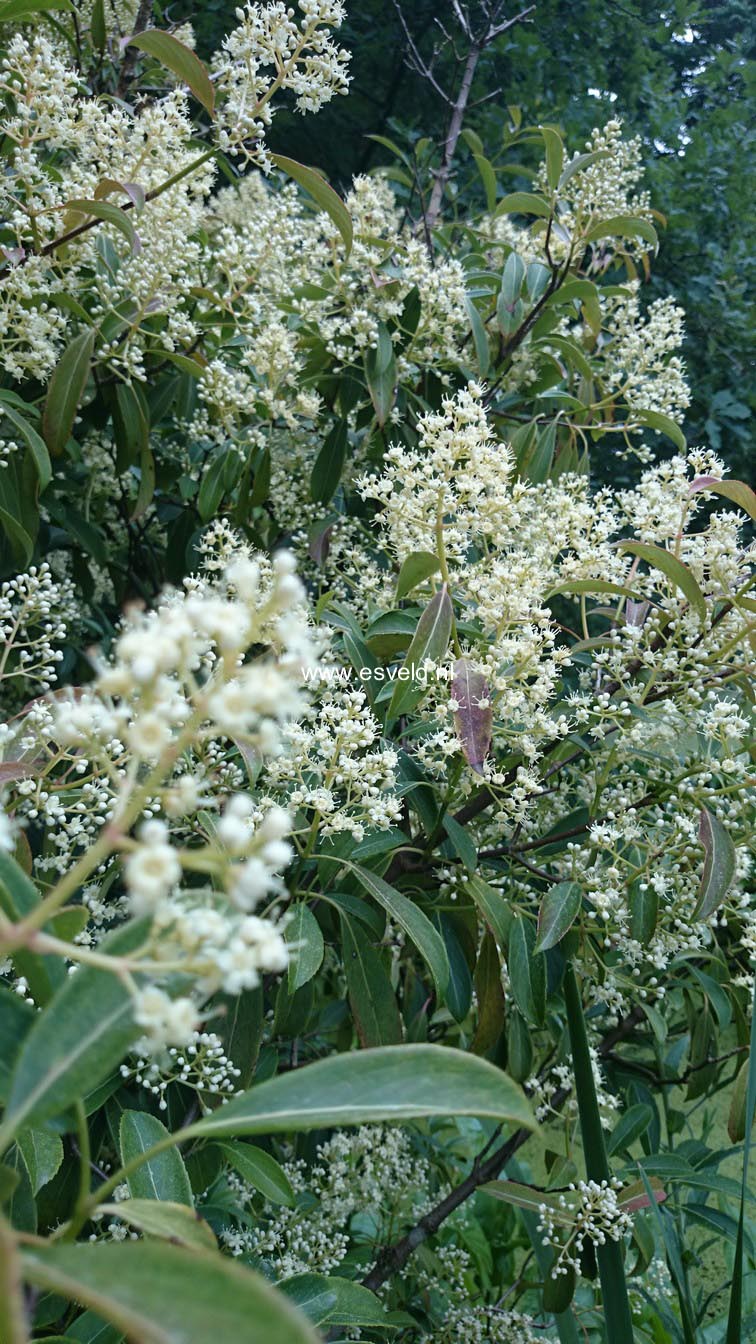 Viburnum hillieri 'Winton'