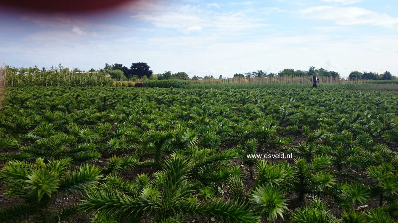 Araucaria araucana