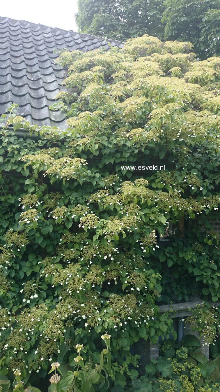 Hydrangea anomala petiolaris