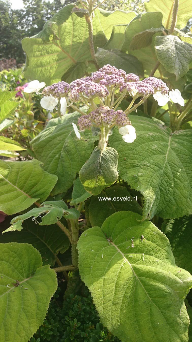 Hydrangea aspera