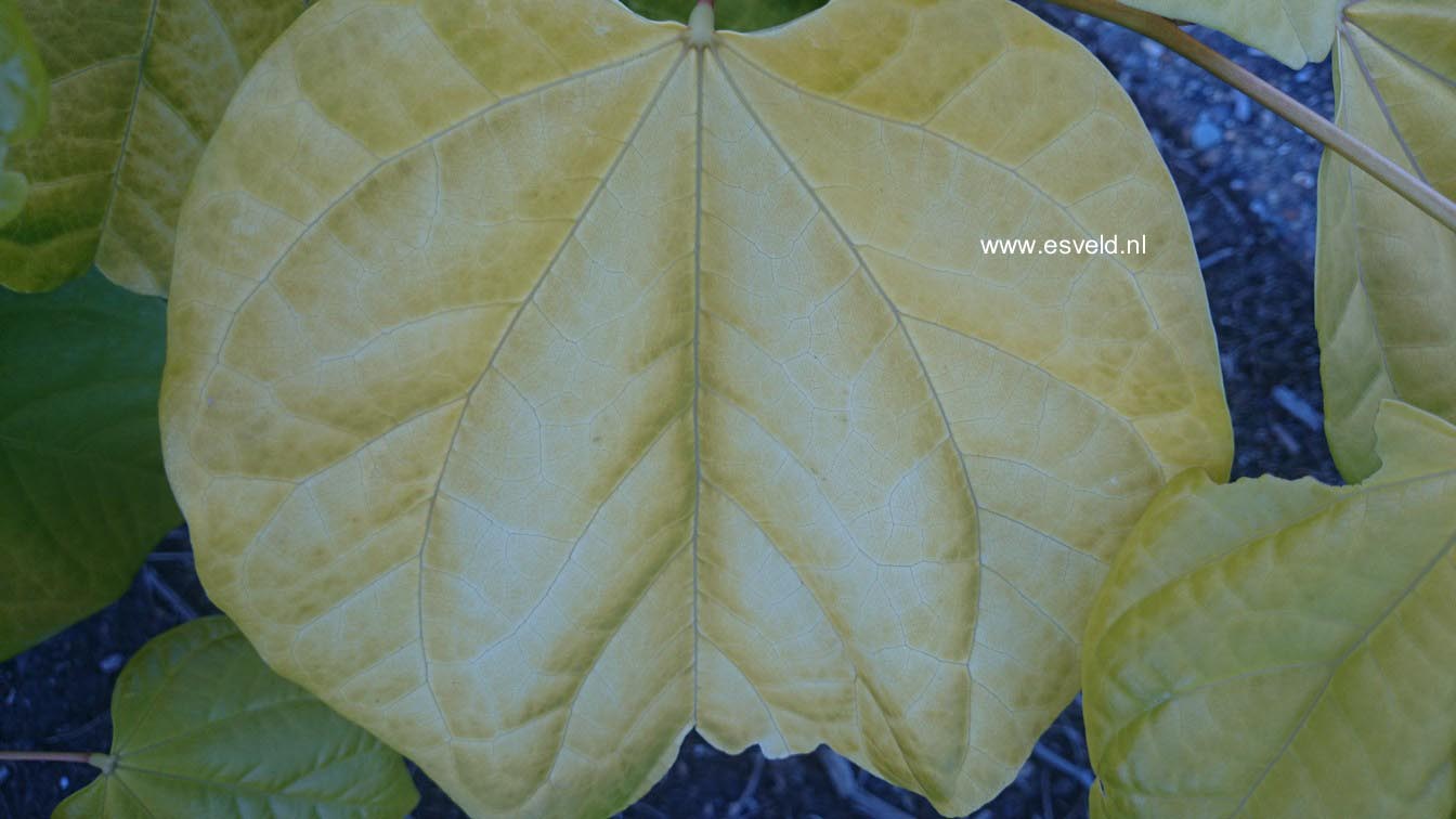 Cercis canadensis 'Hearts of Gold'