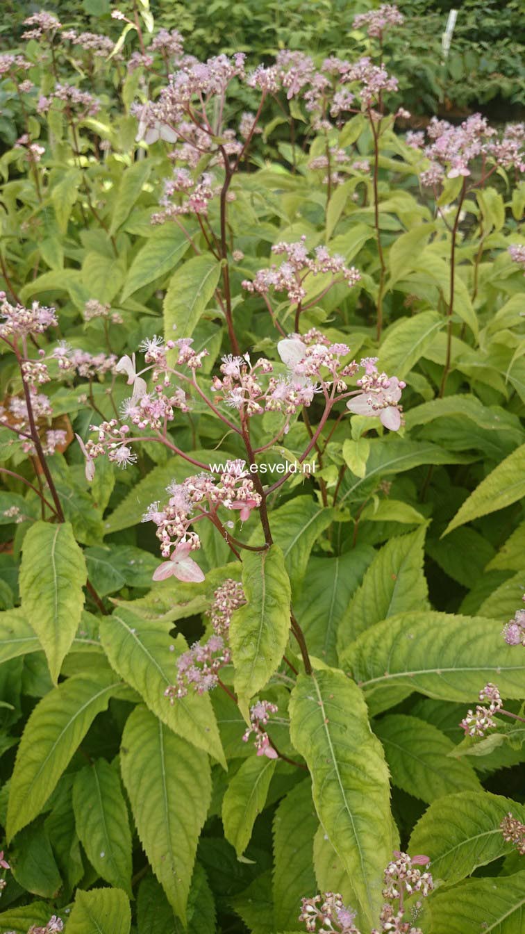 Cardiandra alternifolia 'Pink Geisha'