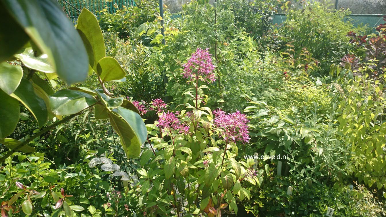 Fuchsia arborescens