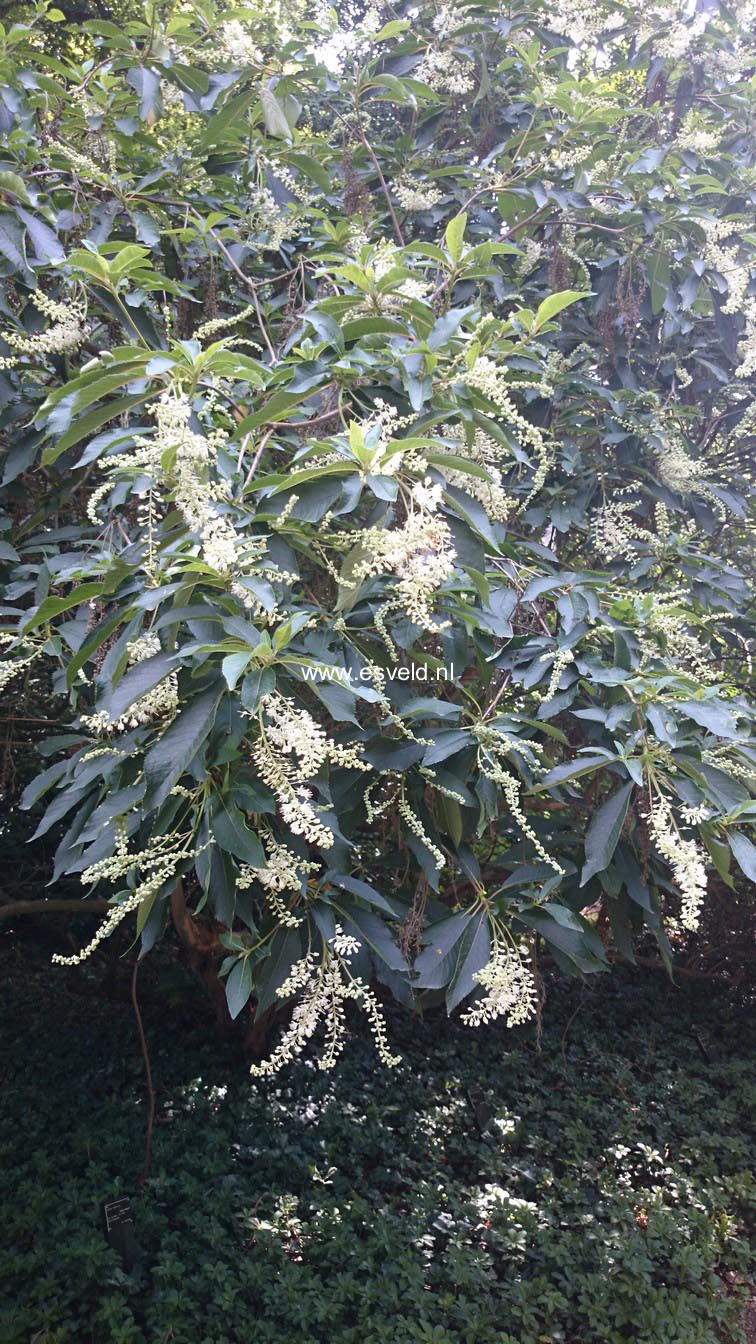 Clethra barbinervis