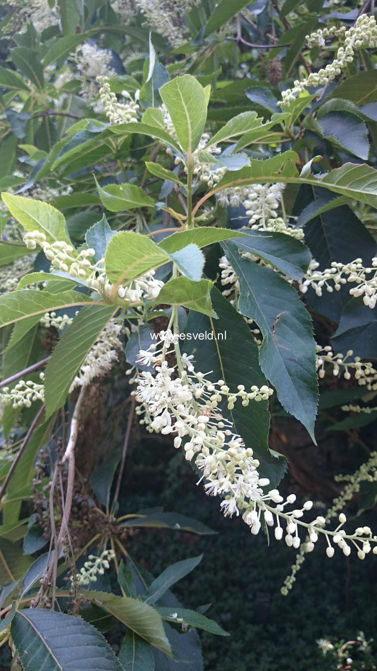 Clethra barbinervis