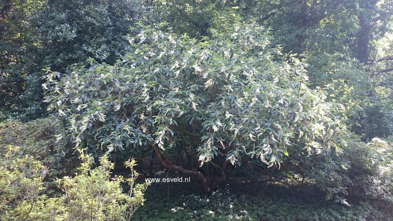 Clethra barbinervis