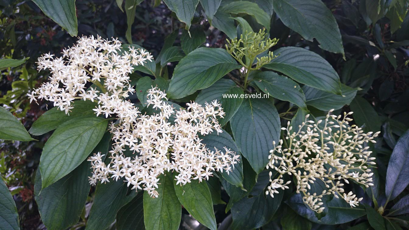 Cornus macrophylla