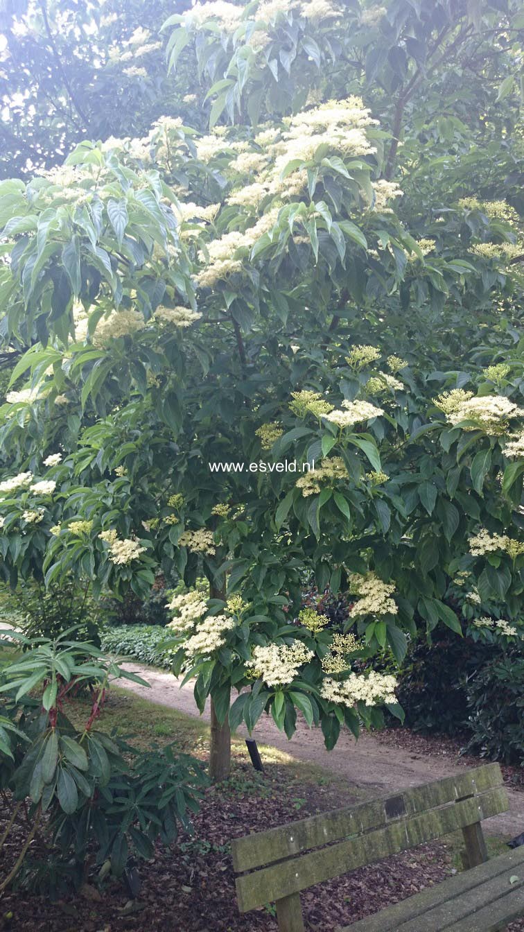 Cornus macrophylla