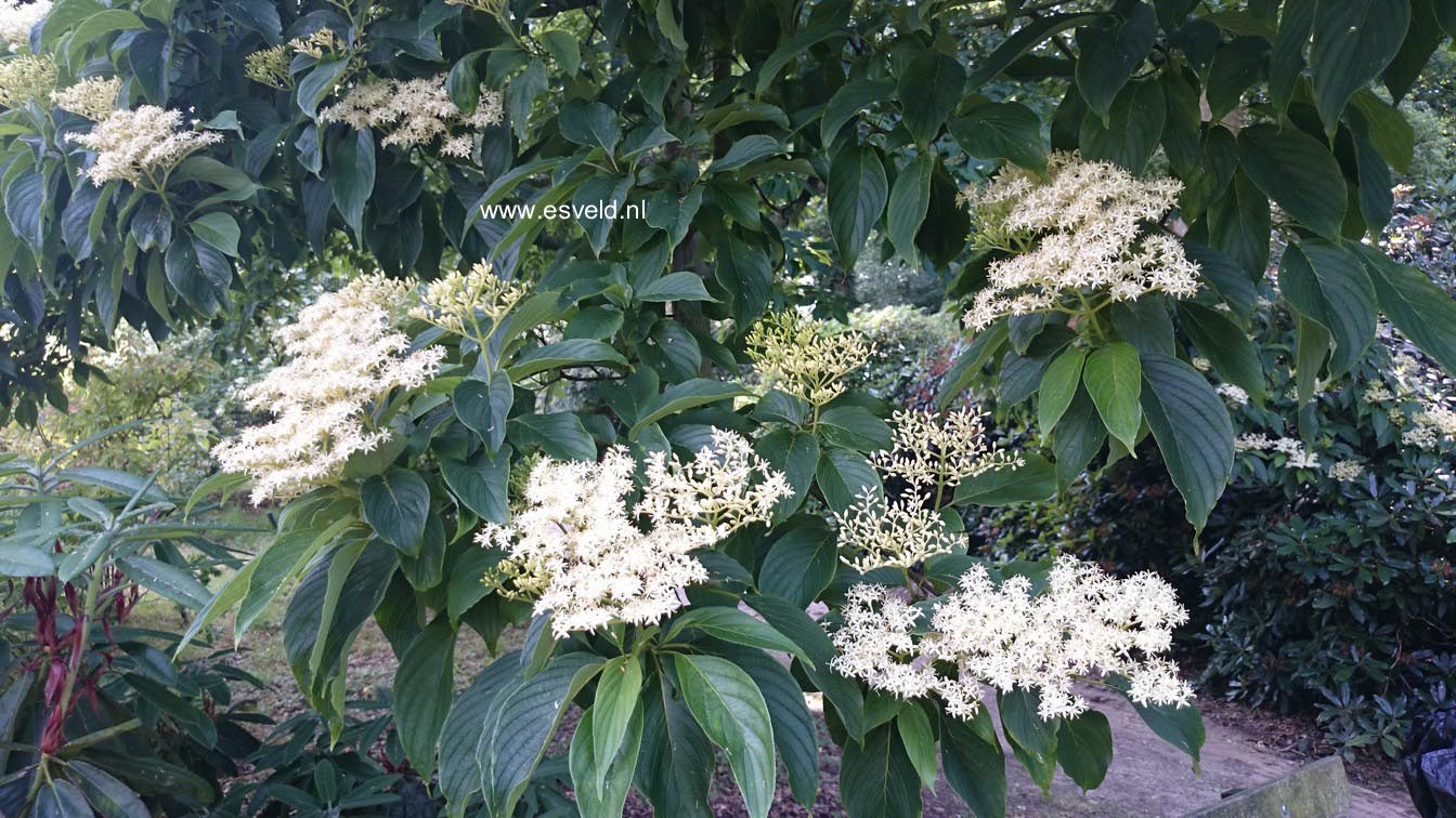 Cornus macrophylla