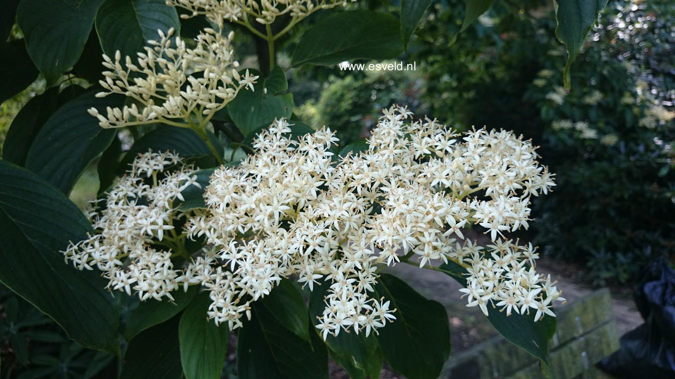 Cornus macrophylla