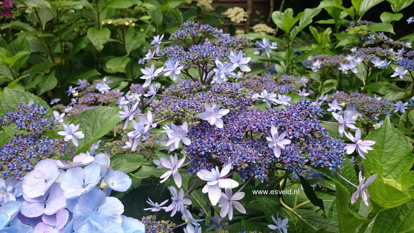 Hydrangea macrophylla 'Izu no hana'