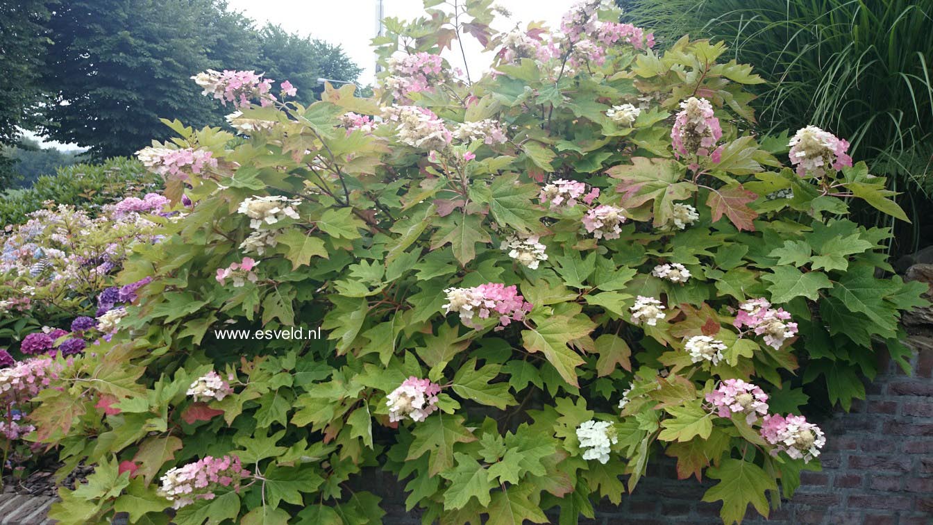 Hydrangea quercifolia