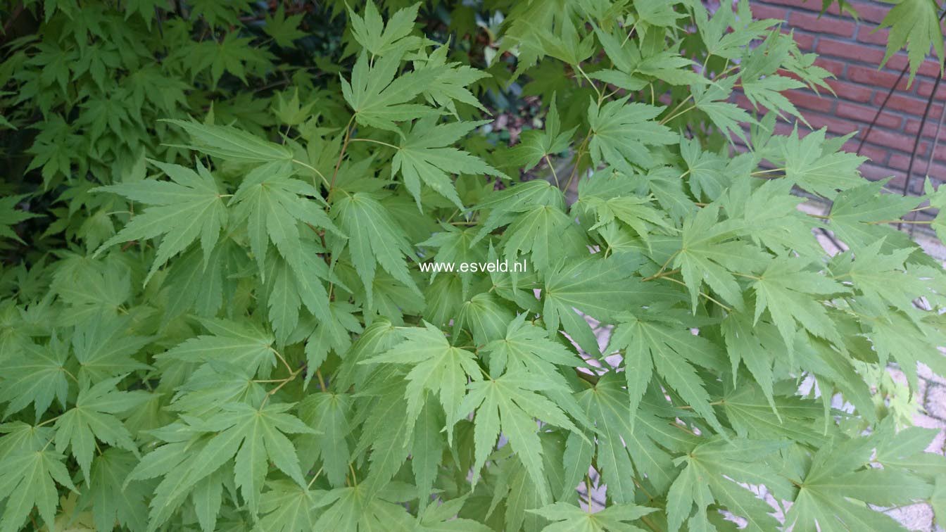 Acer palmatum 'Orange Dream'