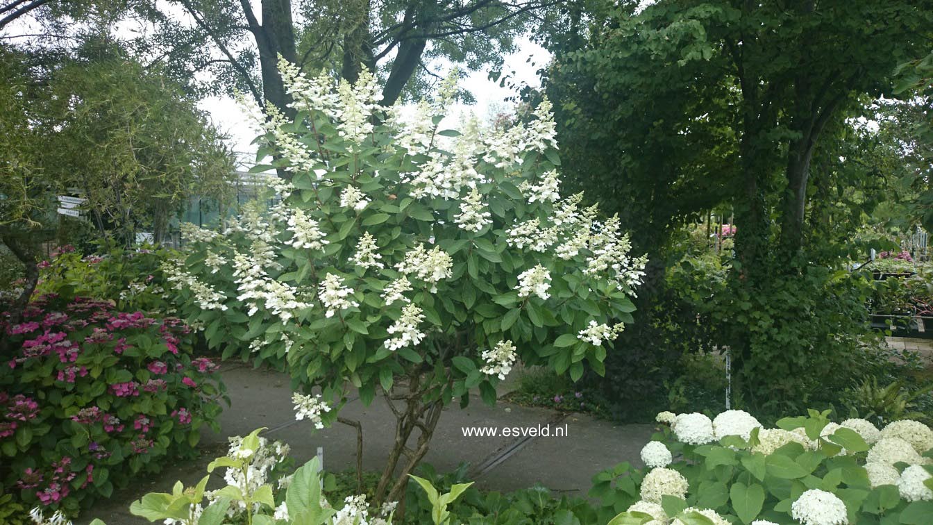 Hydrangea paniculata 'Tardiva'