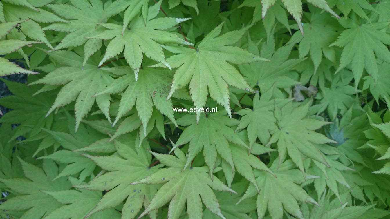 Acer shirasawanum