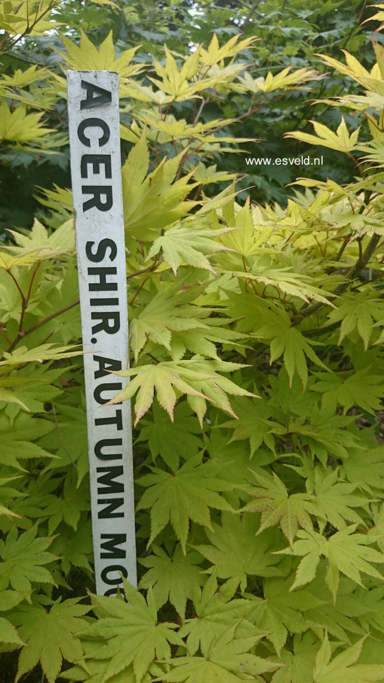 Acer shirasawanum 'Autumn Moon'