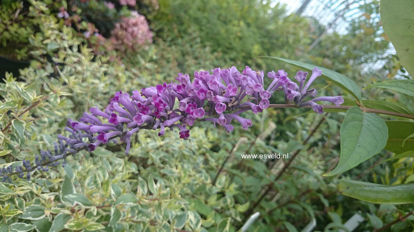 Buddleja lindleyana