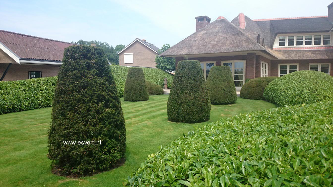 Taxus baccata