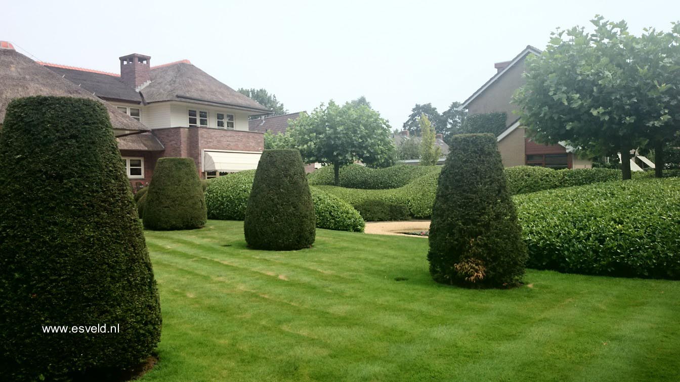 Taxus baccata