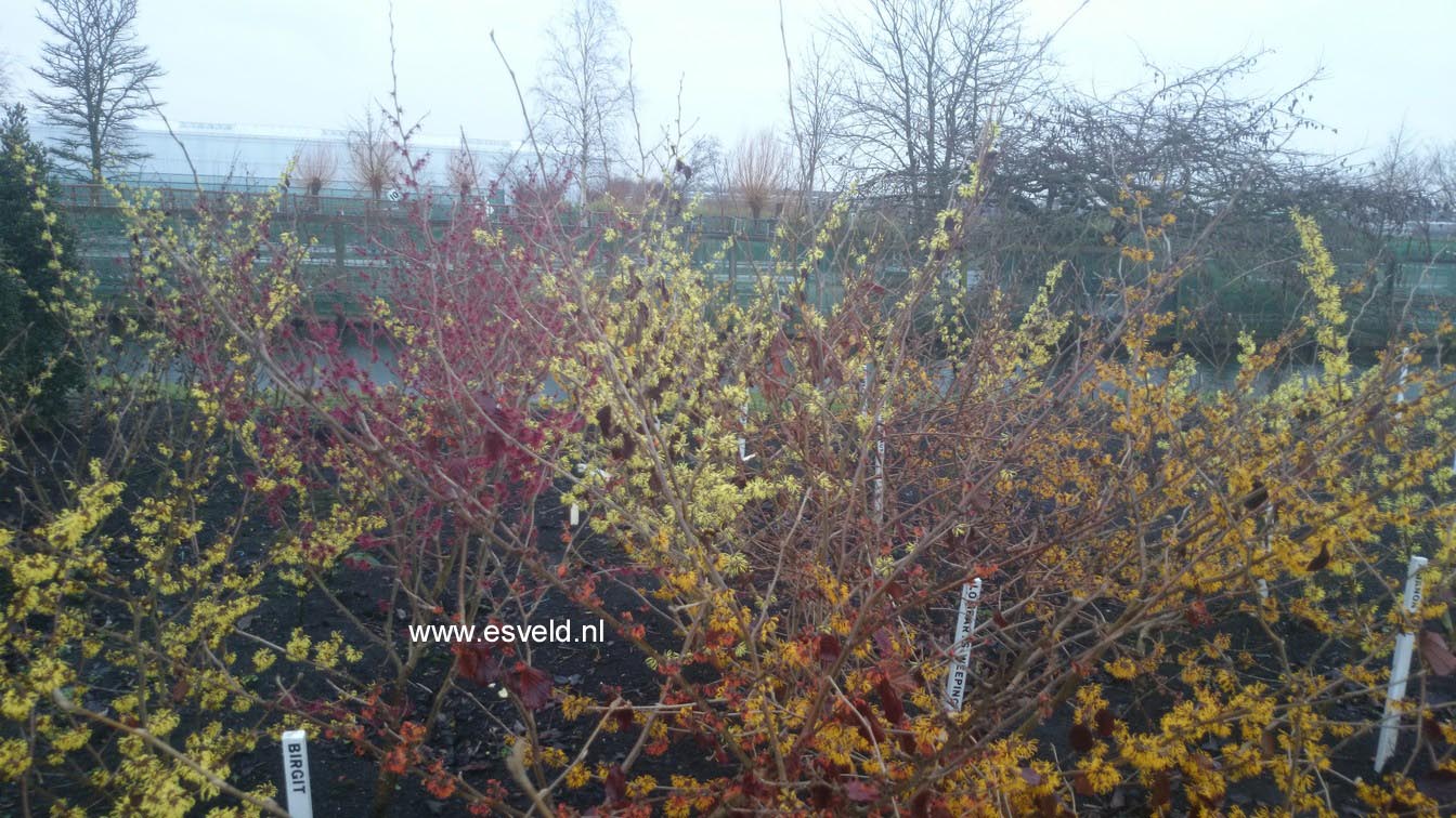 Hamamelis intermedia