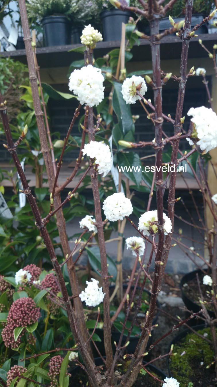 Viburnum farreri 'Candidissimum'