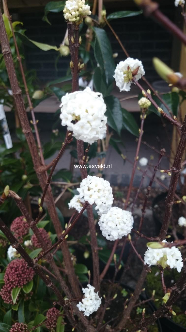 Viburnum farreri 'Candidissimum'