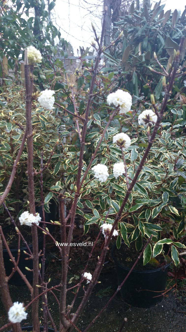 Viburnum farreri 'Candidissimum'