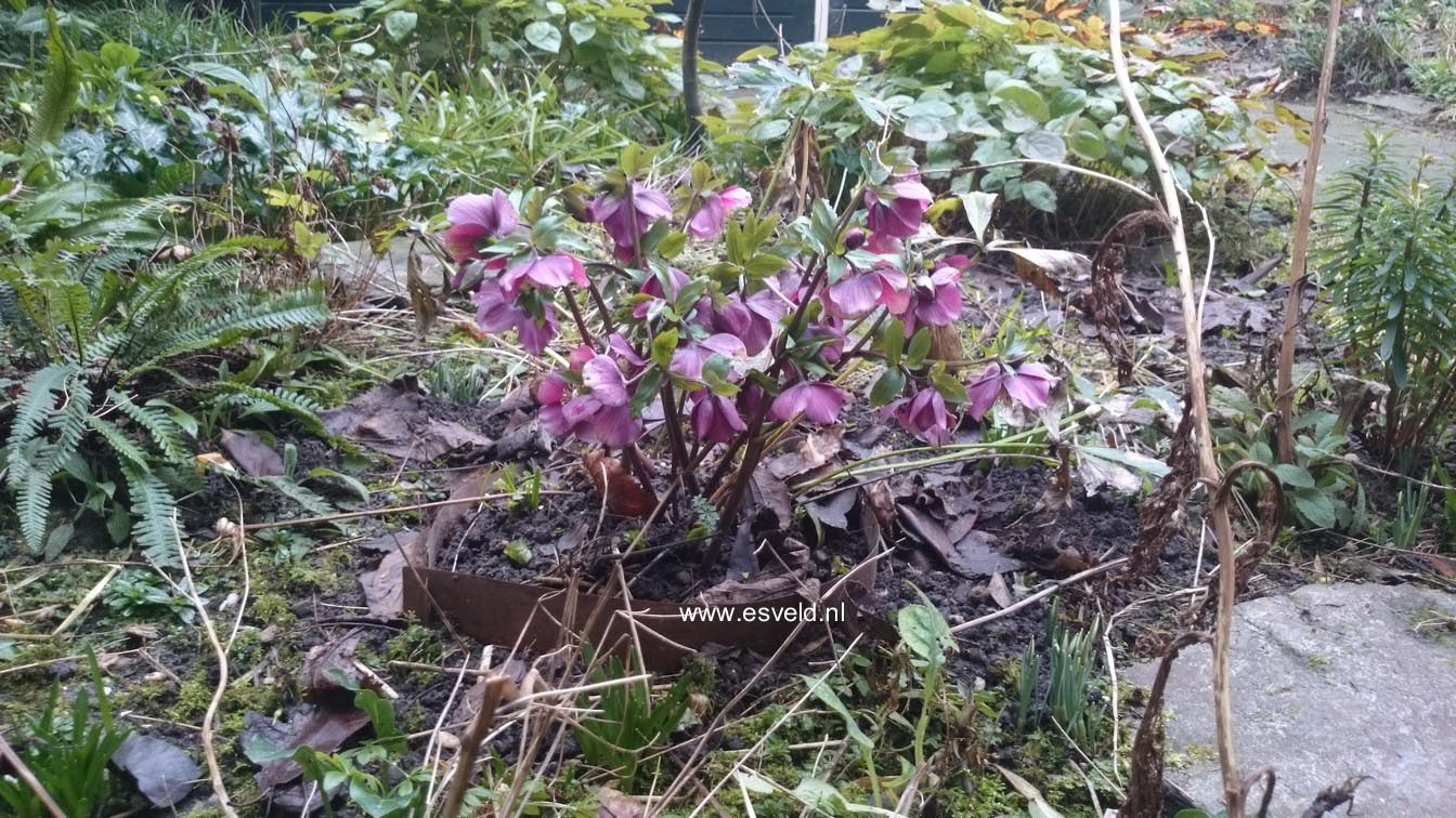 Helleborus orientalis