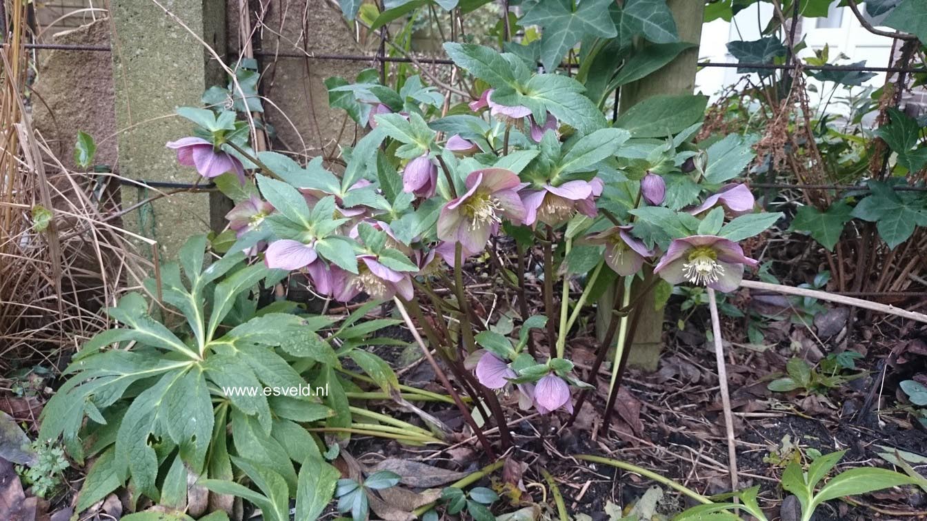 Helleborus orientalis