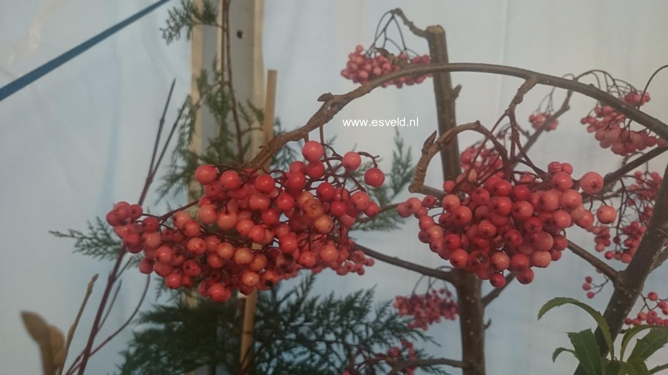 Sorbus rockii 'Pink Pearl'