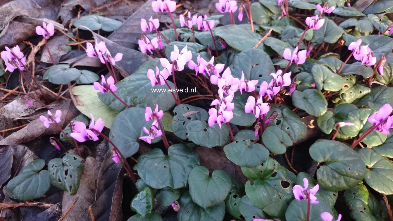 Cyclamen coum