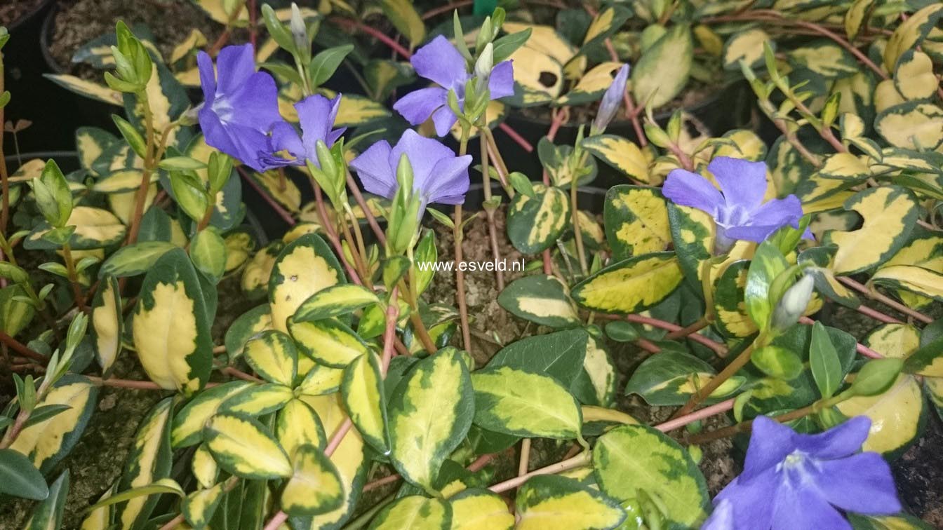 Vinca minor 'Cahill' (ILLUMINATION)