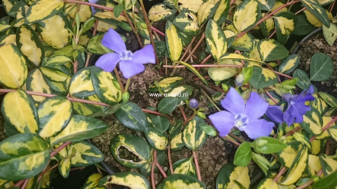 Vinca minor 'Cahill' (ILLUMINATION)