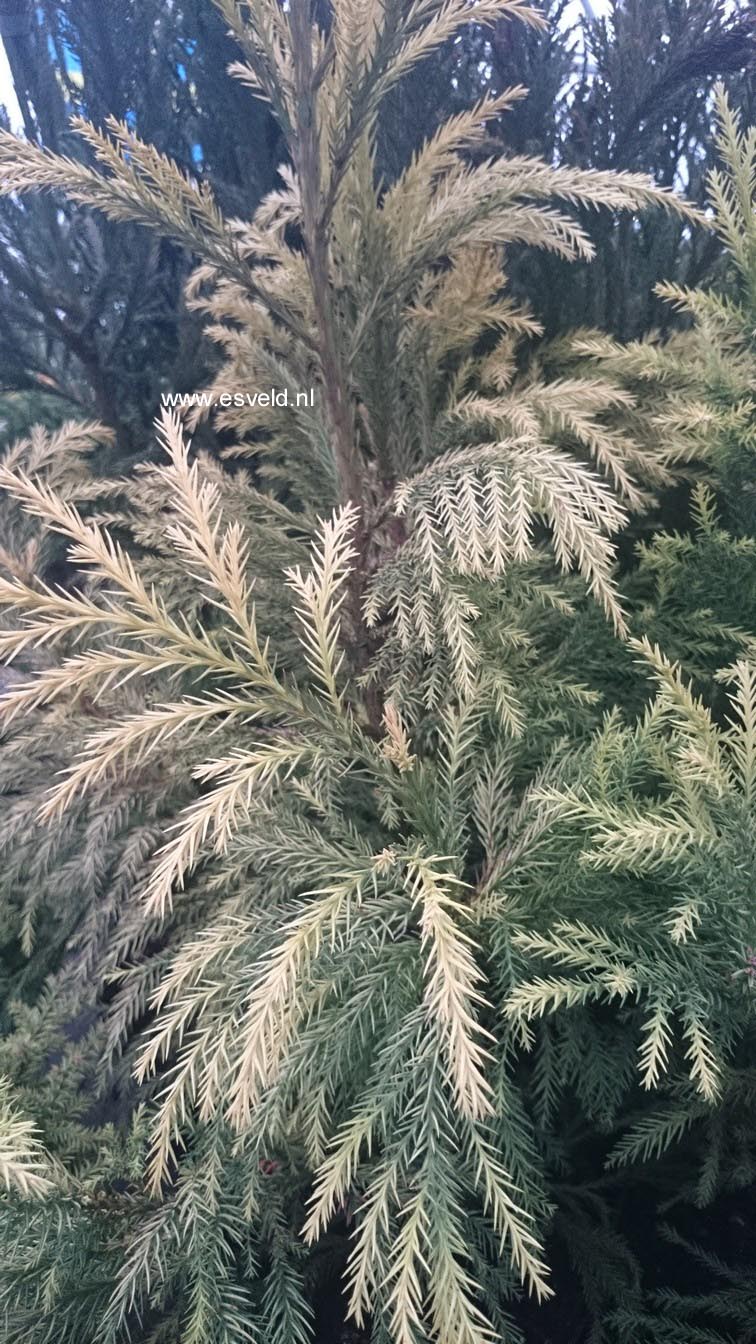 Cryptomeria japonica 'Sekkan'