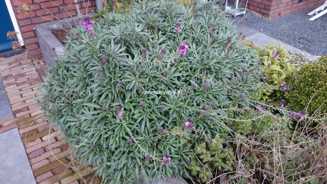 Erysimum 'Bowles Mauve'